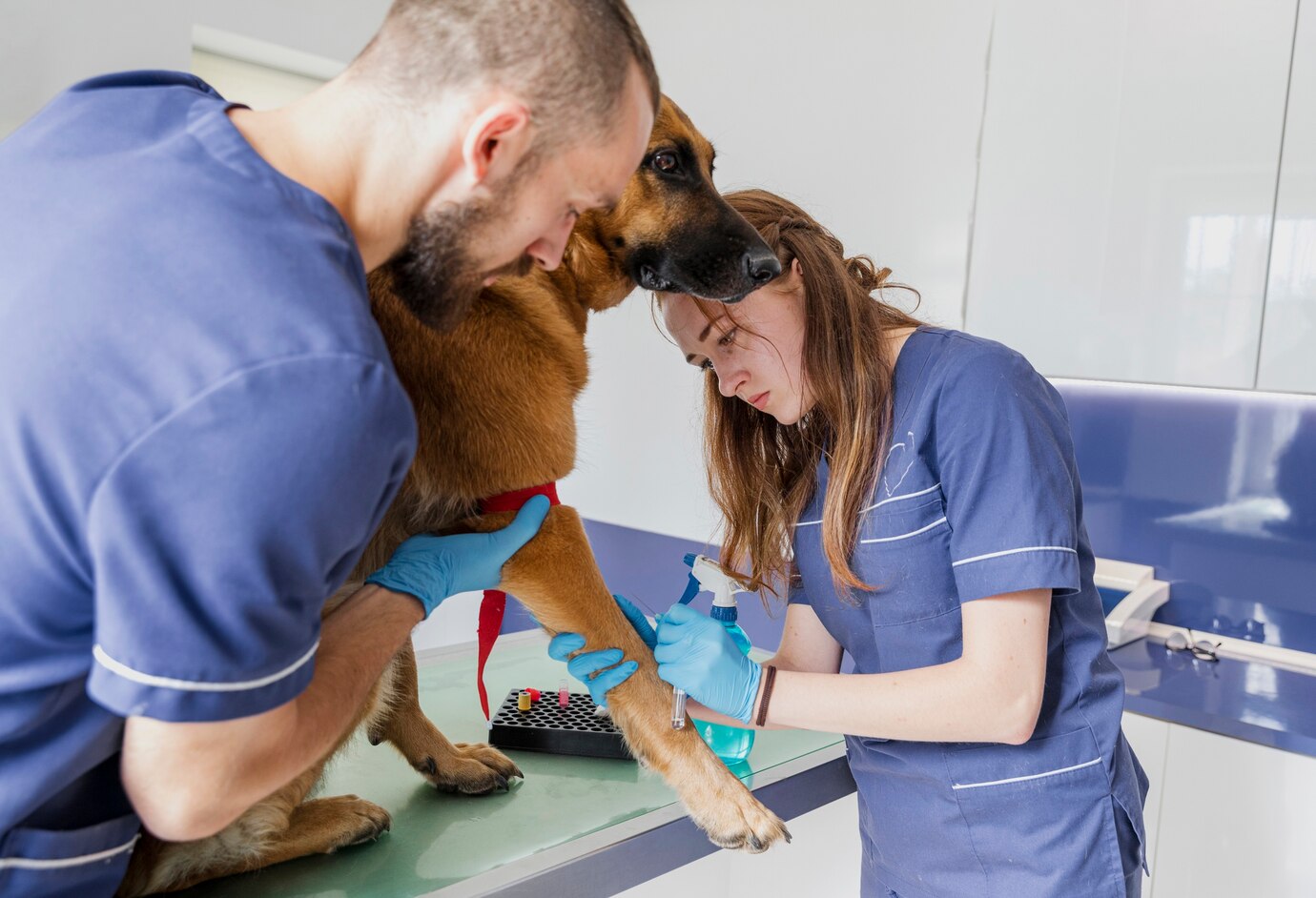 Enhancing Veterinary Care with Medical Virtual Assistants from Care VMA